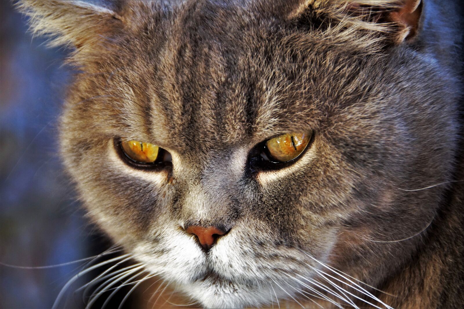 Sony SLT-A58 sample photo. Cat, british, blue photography