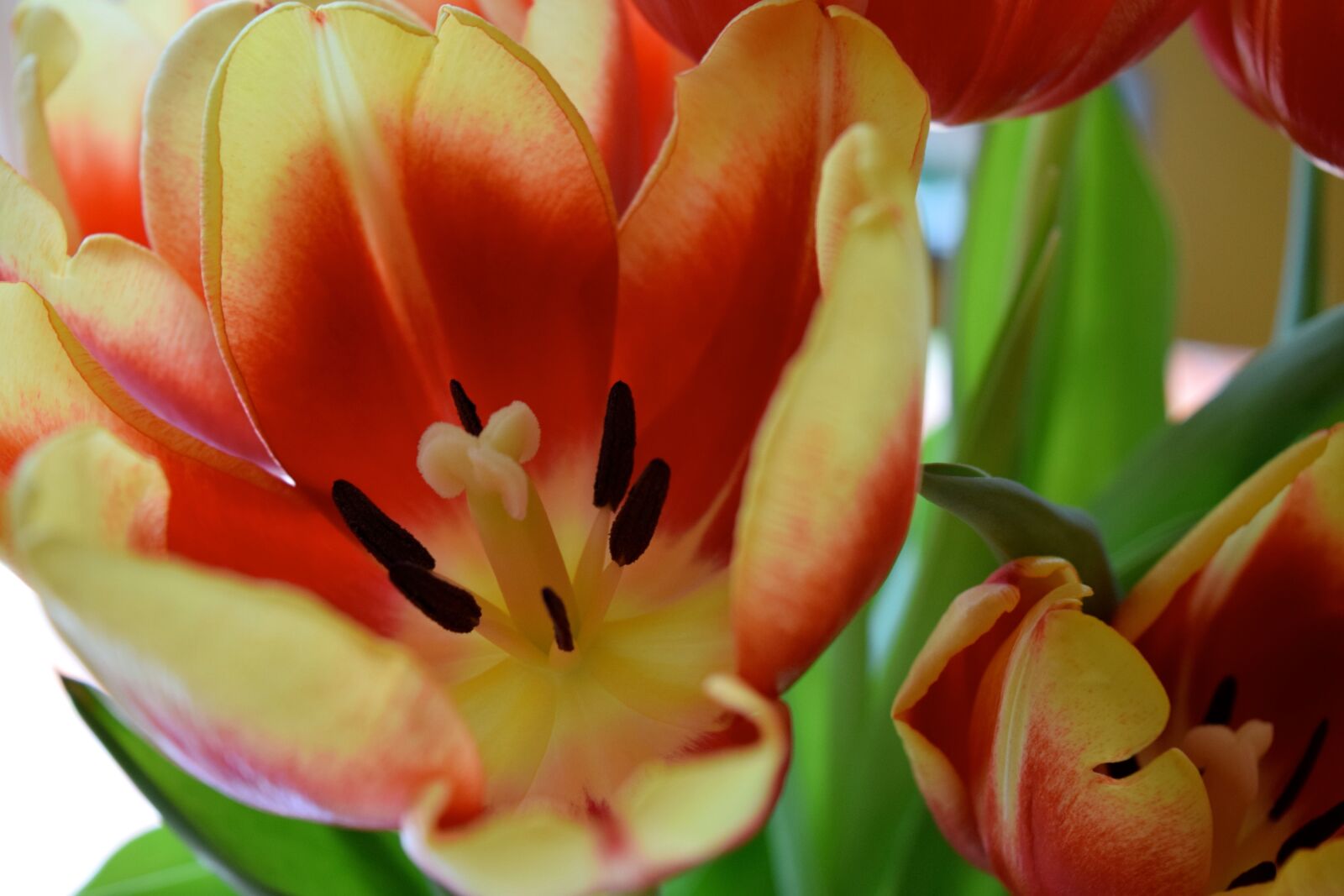 Nikon D3300 sample photo. Tulips, flowers, botanical photography