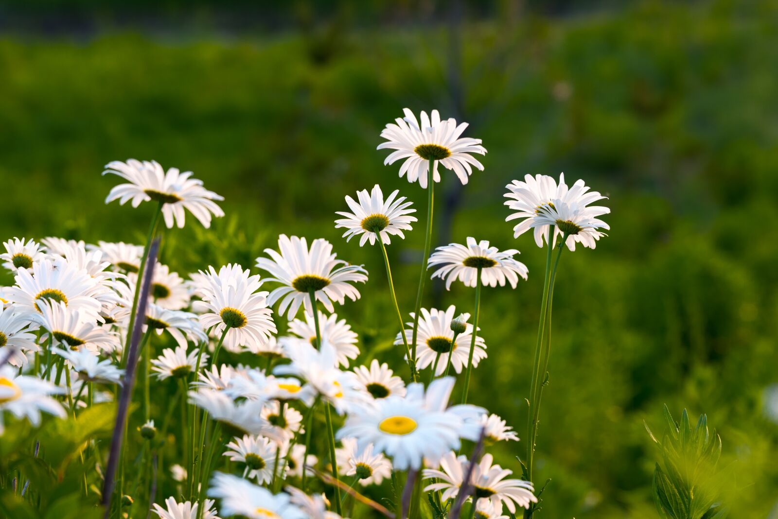 Nikon D750 sample photo. Korea, republic of korea photography