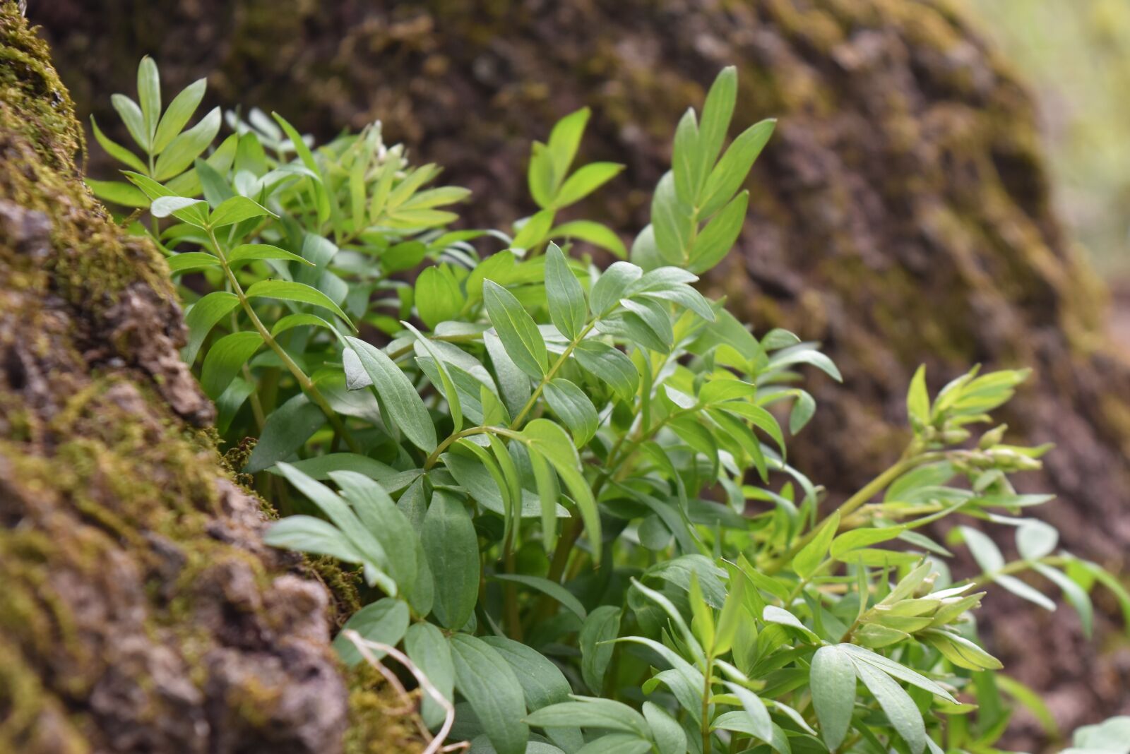 Nikon D5500 sample photo. Tree, trunk, plant photography