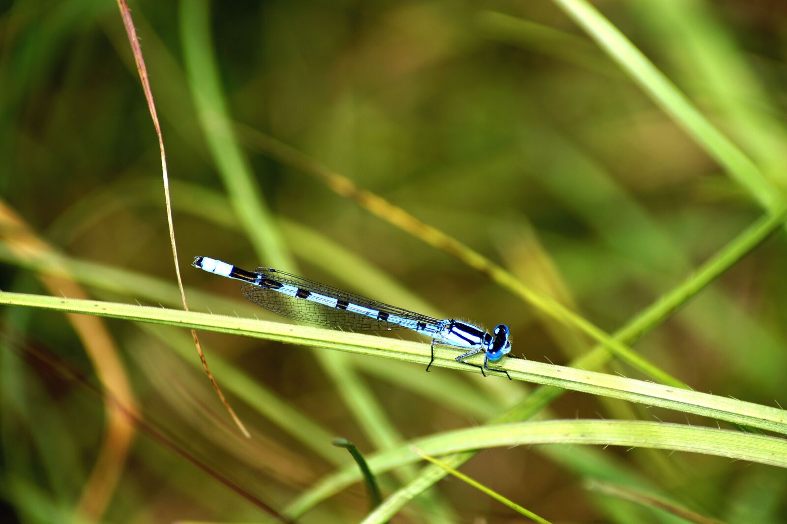 Sony SLT-A58 sample photo. Blue dragonfly, insect, nature photography