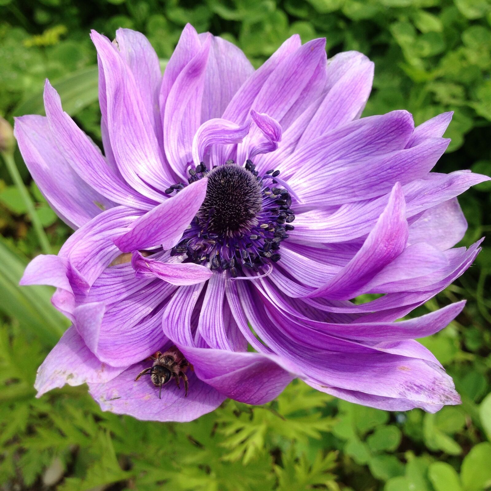 iPhone 5 back camera 4.12mm f/2.4 sample photo. Anemone, flower, spring photography