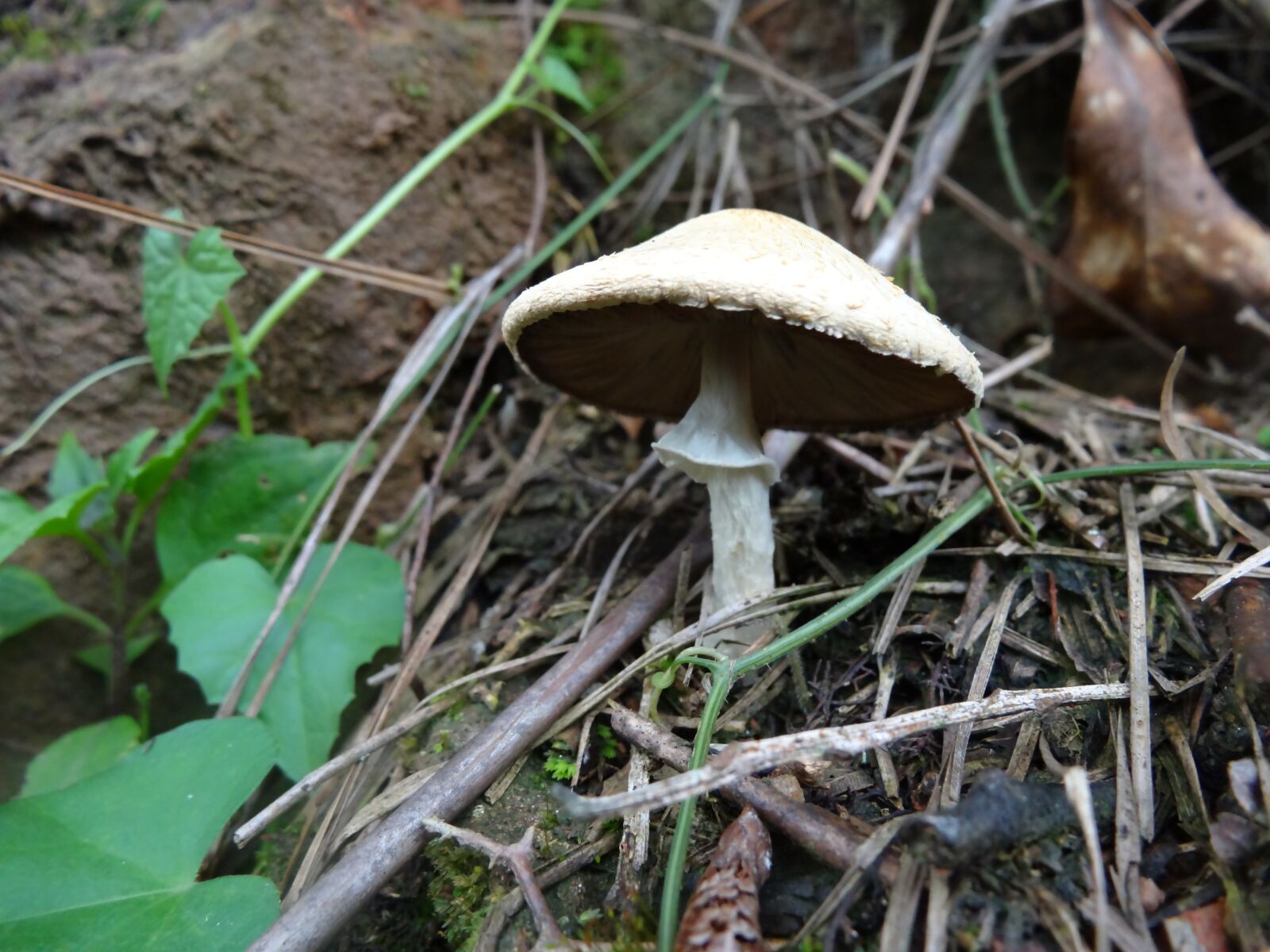 Sony Cyber-shot DSC-HX20V sample photo. Mushroom, fungus, fungi photography