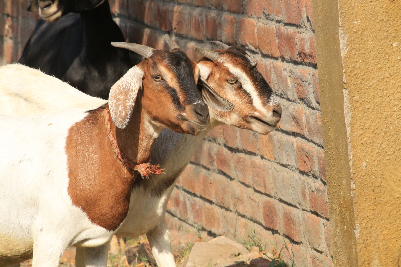 Canon EOS 700D (EOS Rebel T5i / EOS Kiss X7i) sample photo. Animal, nature photography