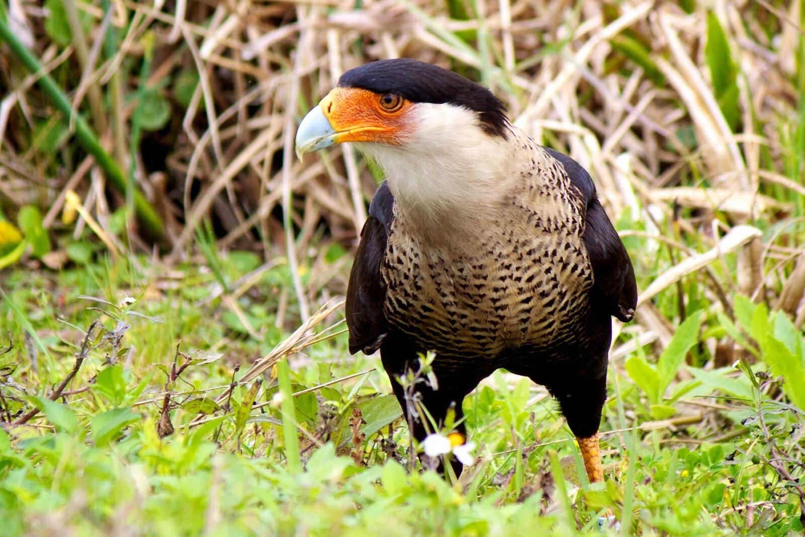 Canon EOS 50D sample photo. Northern crested, caracara, bird photography