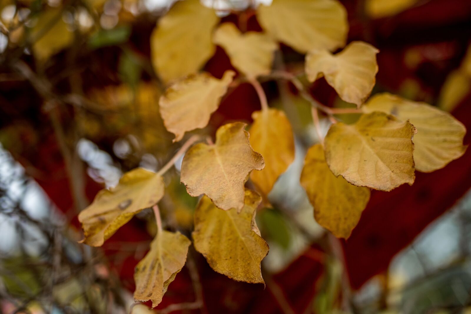 Nikon D810 sample photo. Leaves, autumn, nature photography