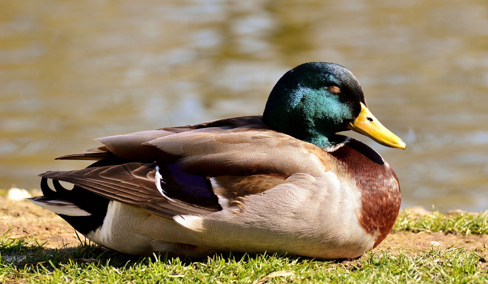 Nikon D3200 sample photo. Duck, mallard, sleep photography