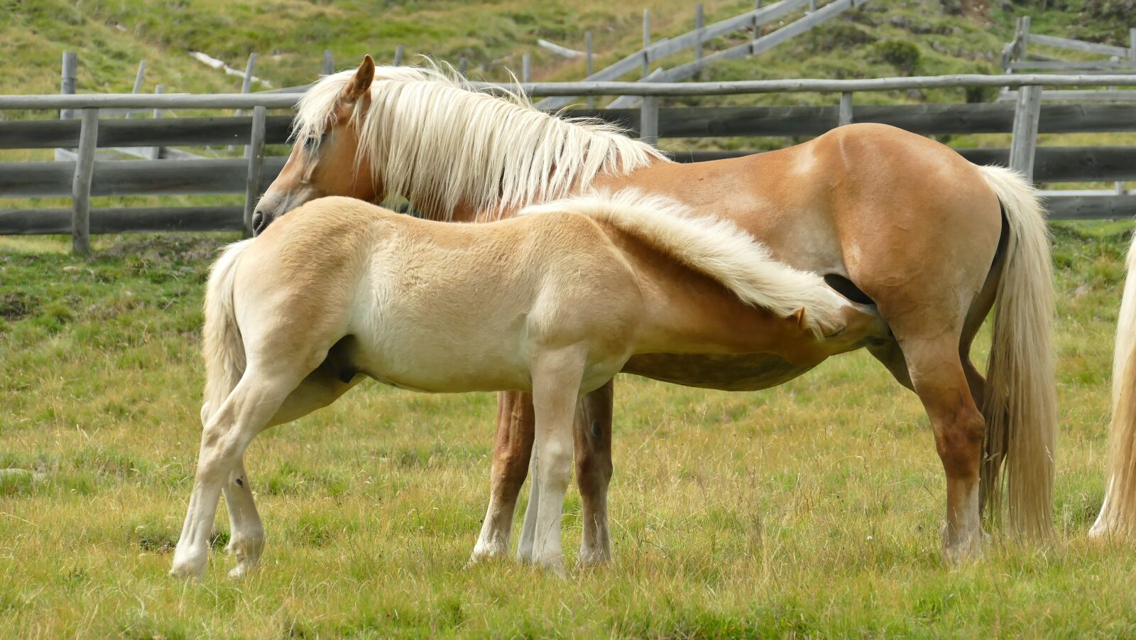 Panasonic Lumix DMC-FZ1000 sample photo. Horses, animals, freedom photography