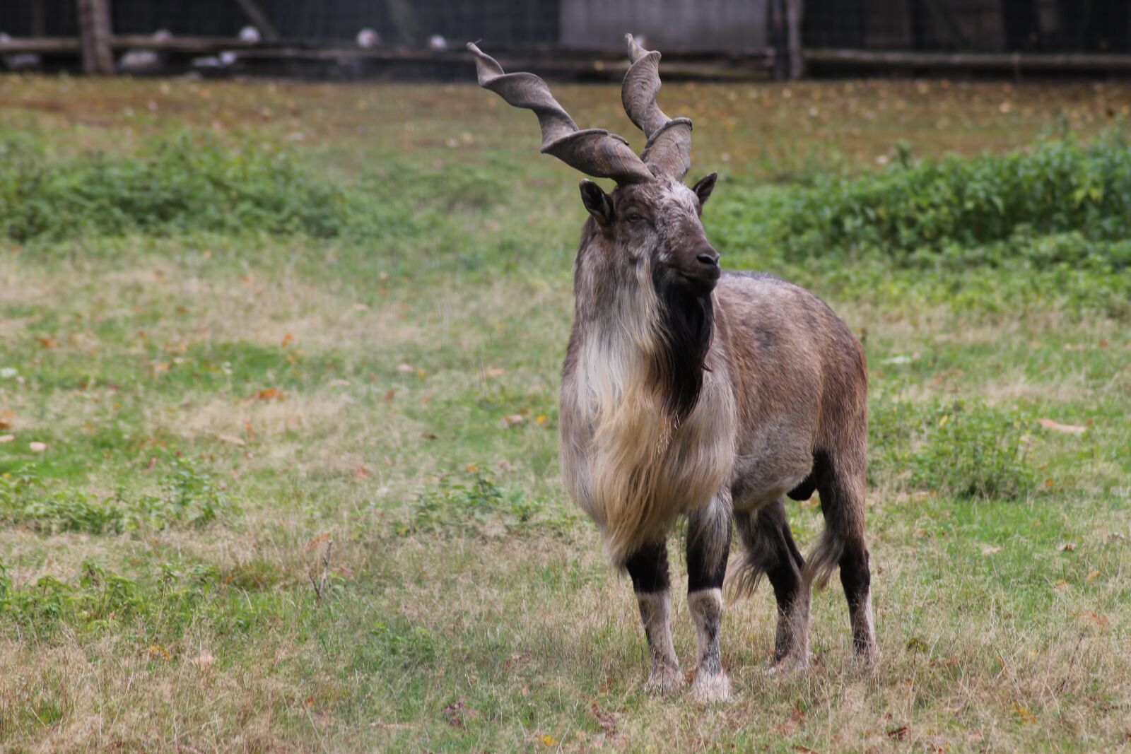 Canon EOS 1100D (EOS Rebel T3 / EOS Kiss X50) sample photo. Screw a goat, nature photography