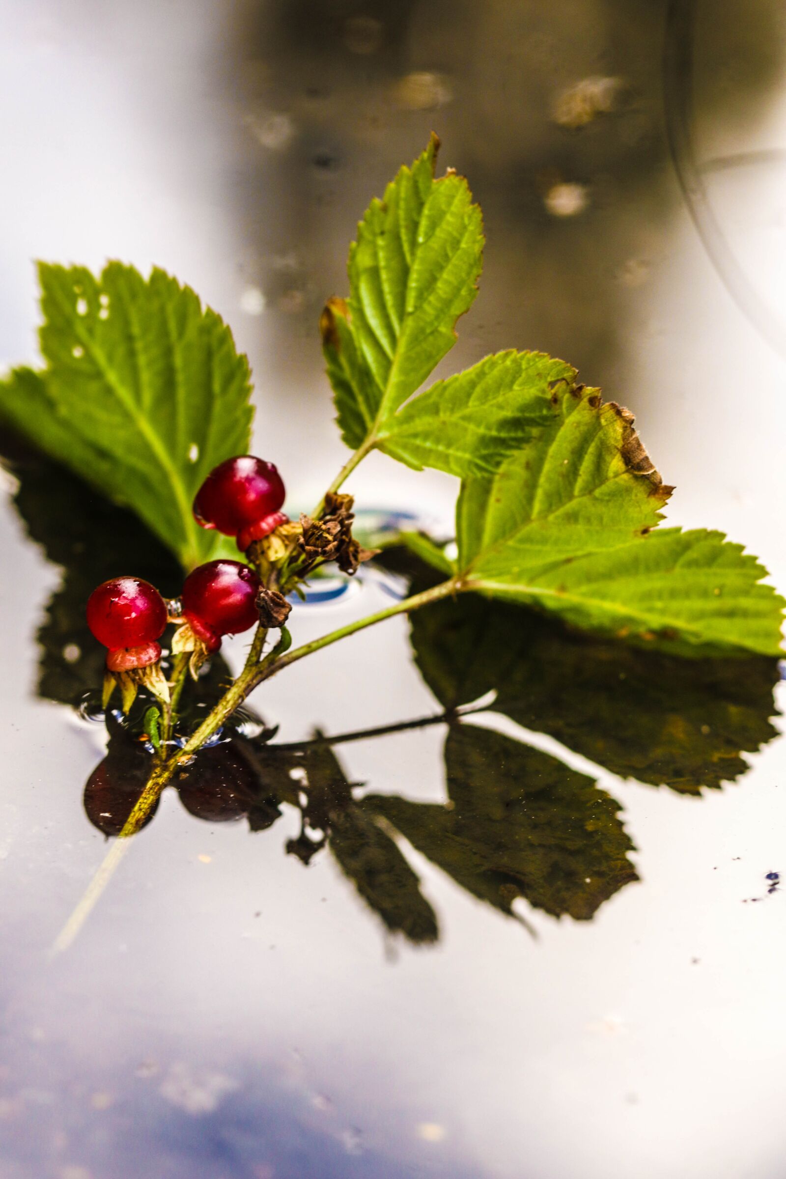 Canon EOS 7D Mark II sample photo. Puddle, mud puddle, berry photography