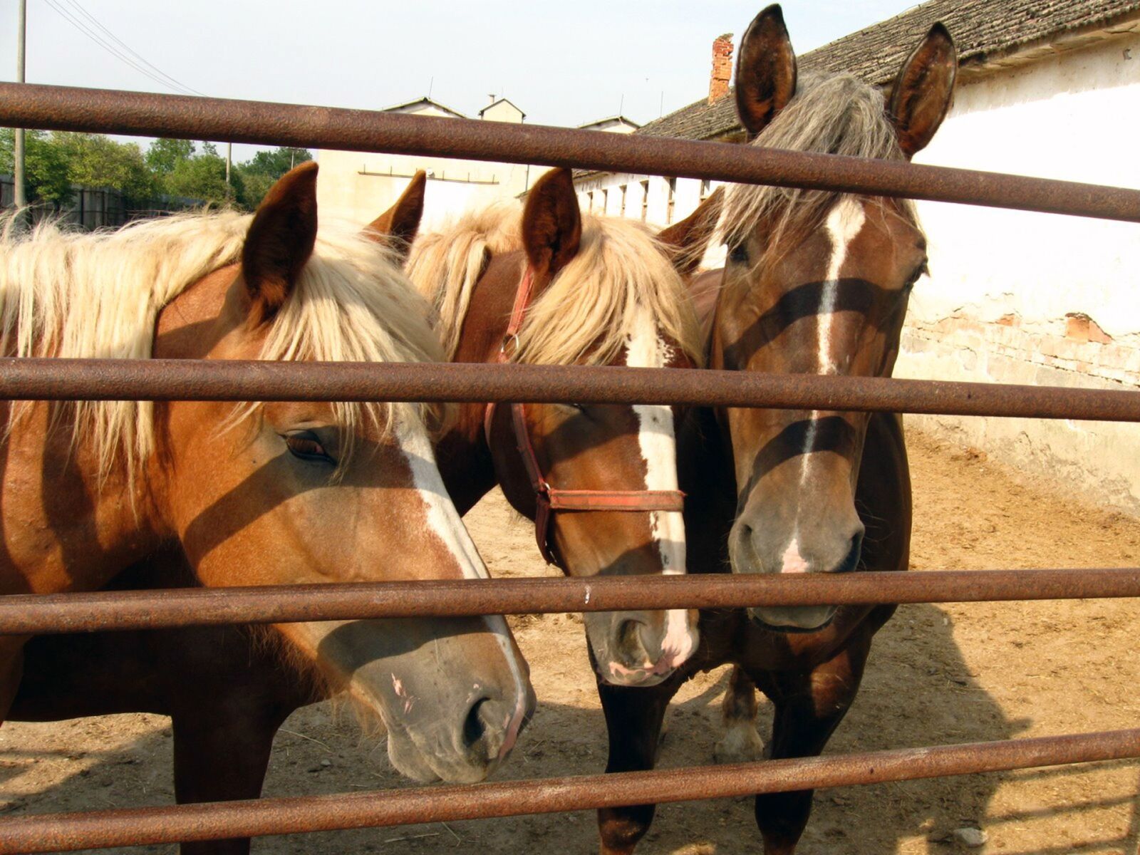 Canon PowerShot A590 IS sample photo. Horses, mares, stallions photography
