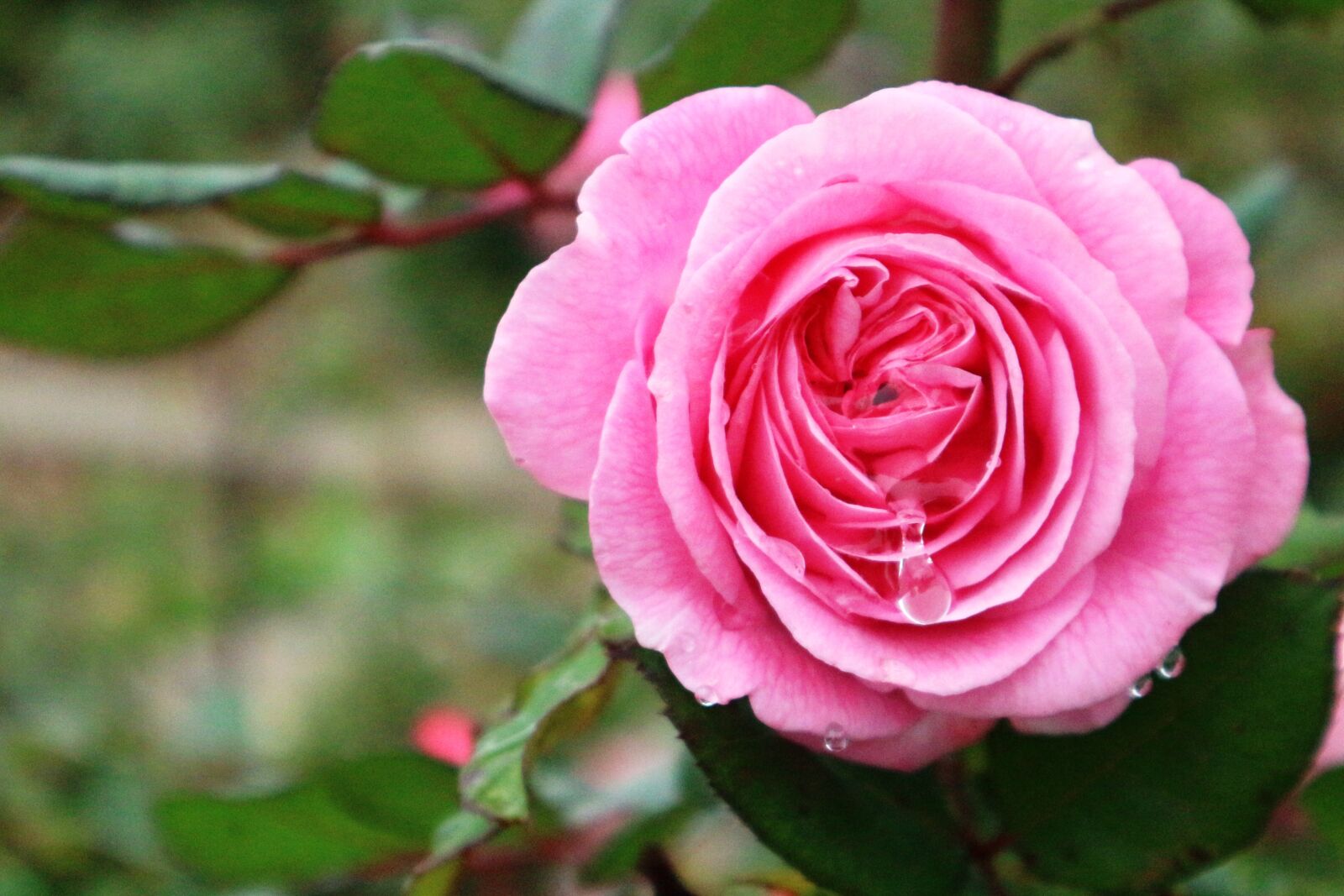 Canon EOS M10 sample photo. Rose, bloom, garden photography