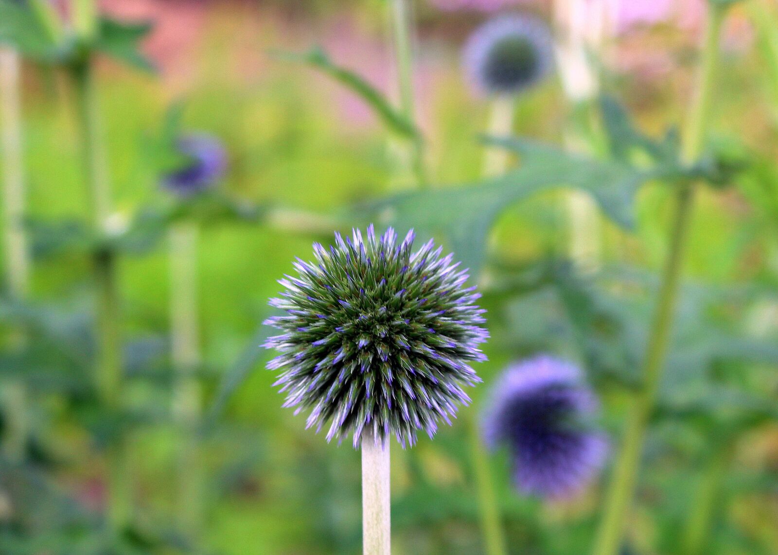 Canon EOS 1200D (EOS Rebel T5 / EOS Kiss X70 / EOS Hi) sample photo. Milk thistle is rich photography