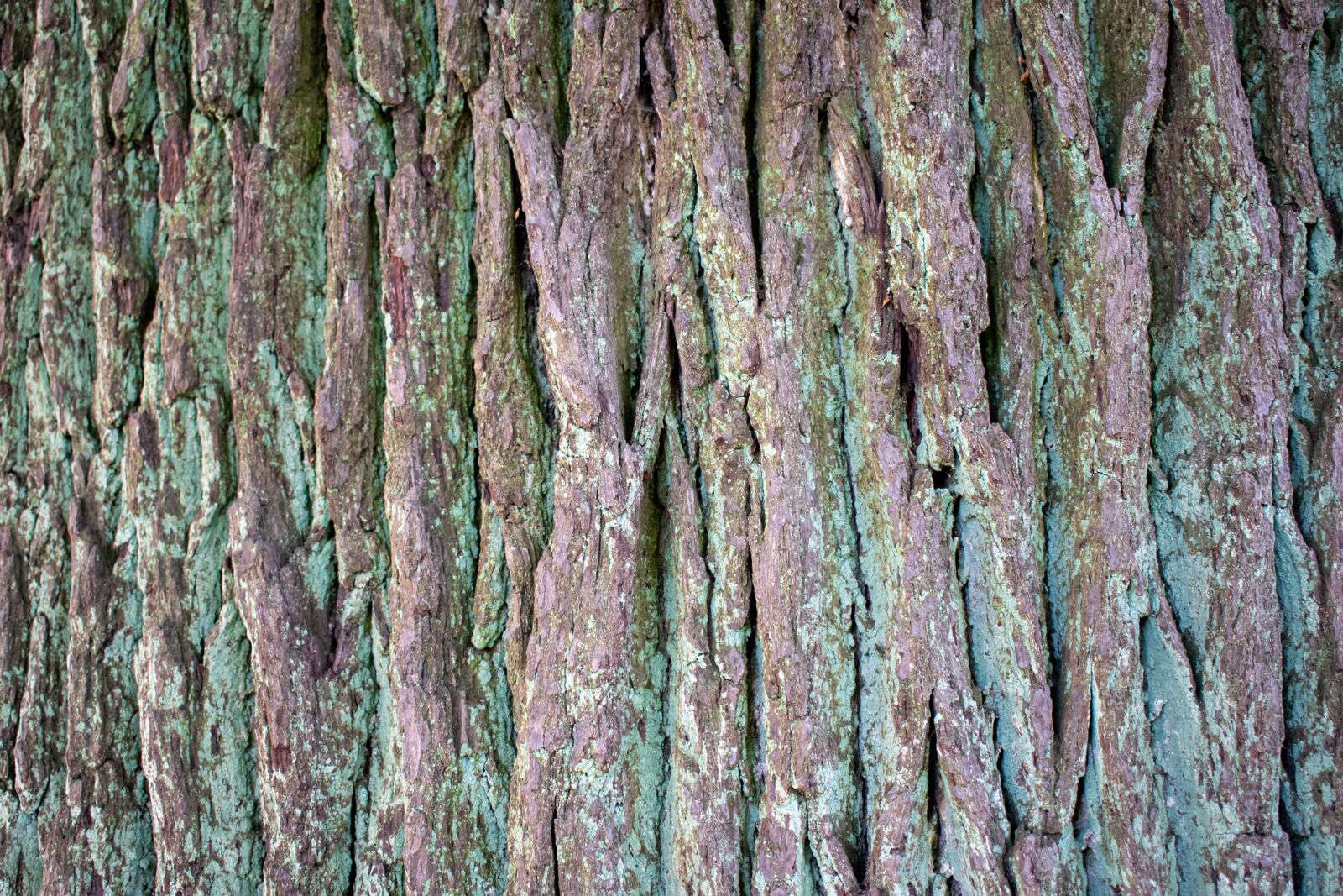 Nikon D5300 sample photo. Structure, background, tree bark photography