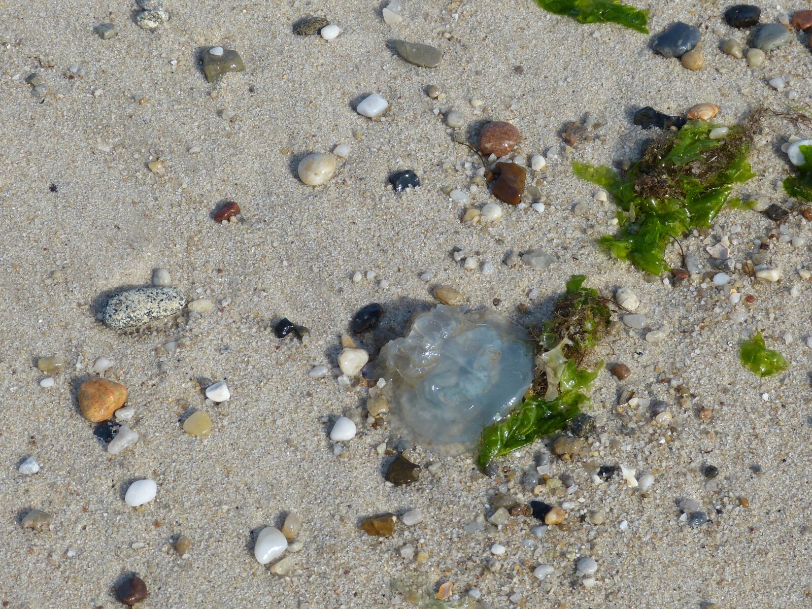 Panasonic Lumix DMC-FZ150 sample photo. Sylt, list, elbow photography
