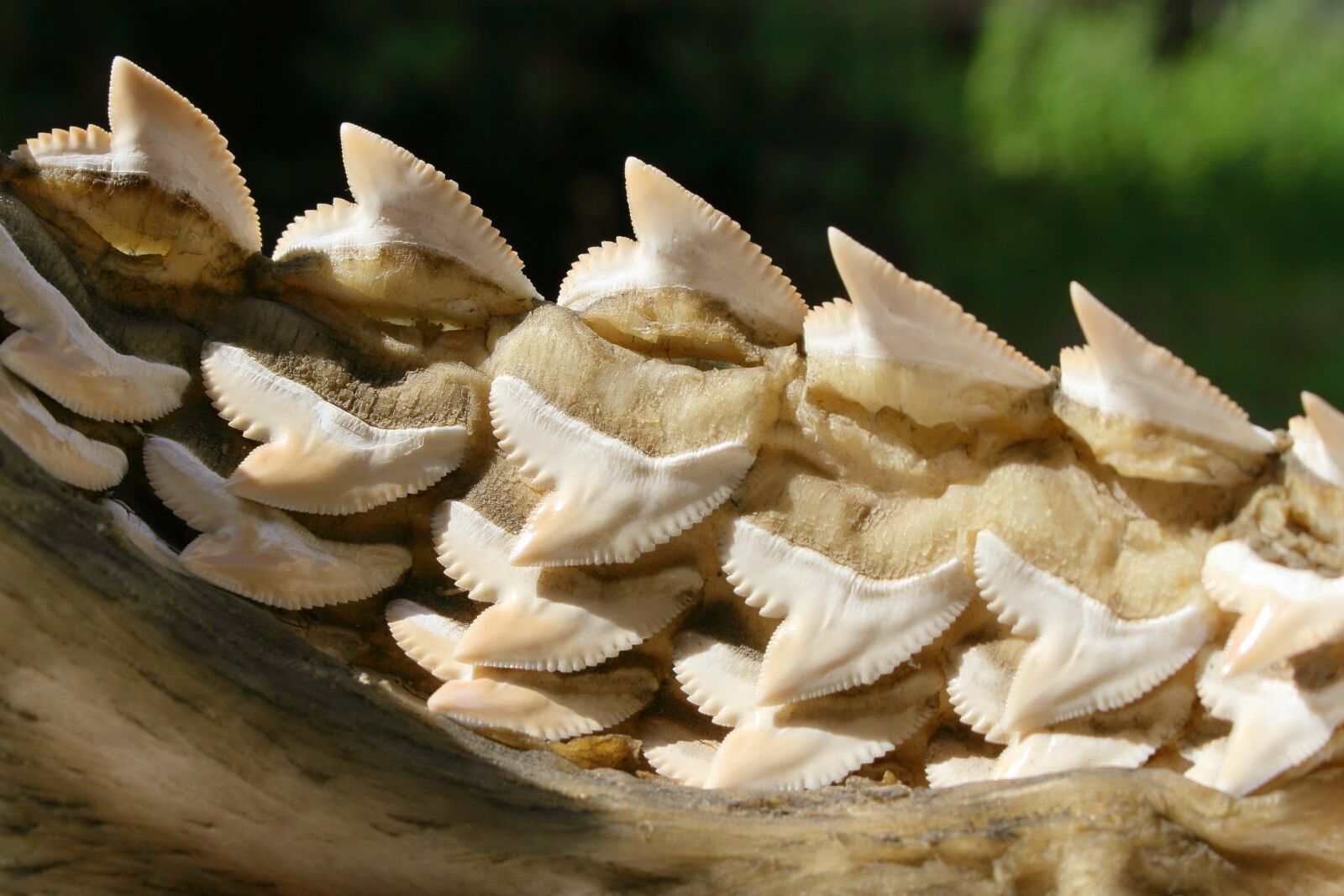 Canon EOS 7D sample photo. Shark, tooth, lower jaw photography