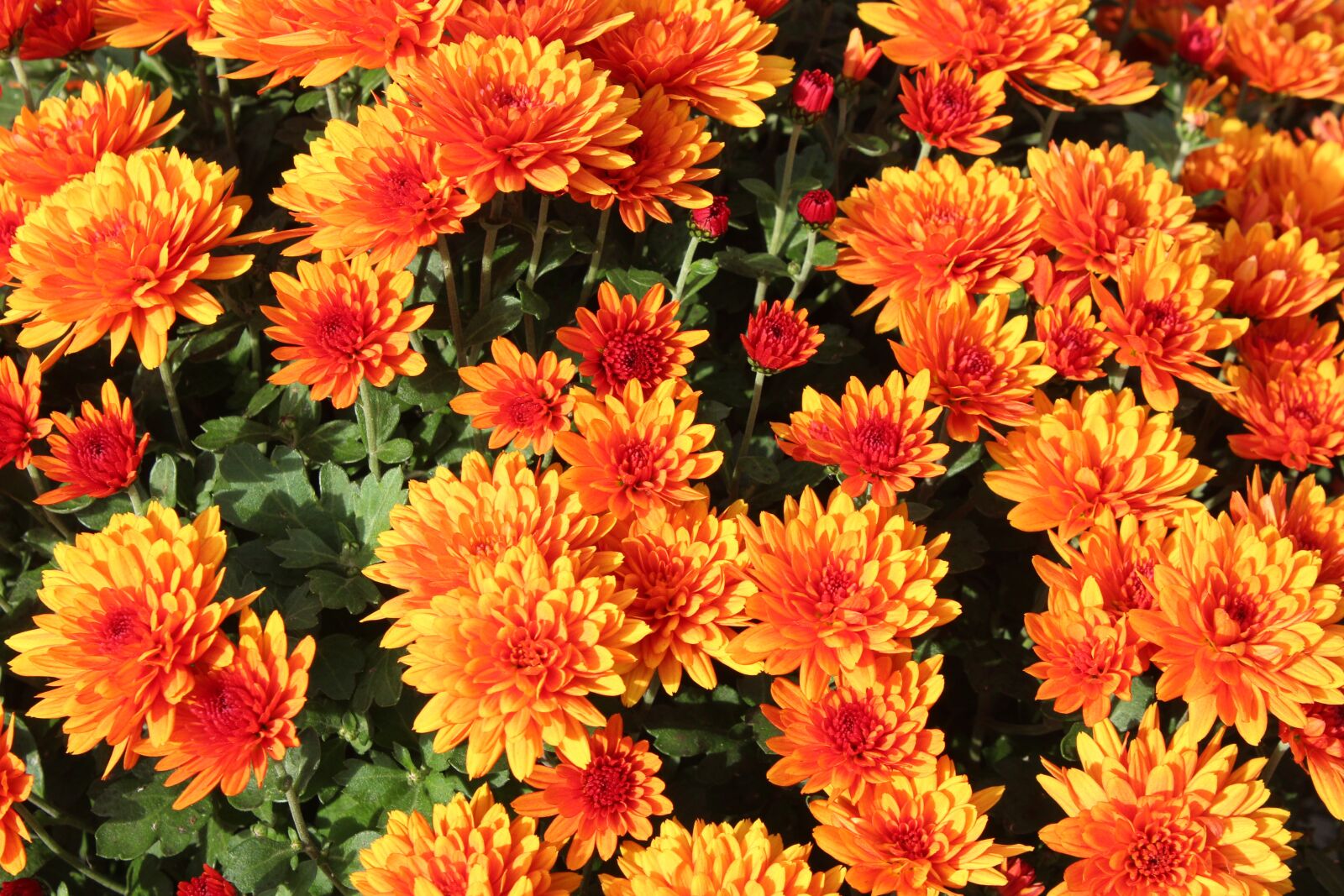 Canon EOS 1200D (EOS Rebel T5 / EOS Kiss X70 / EOS Hi) sample photo. Chrysanthemum, flowers, autumn photography