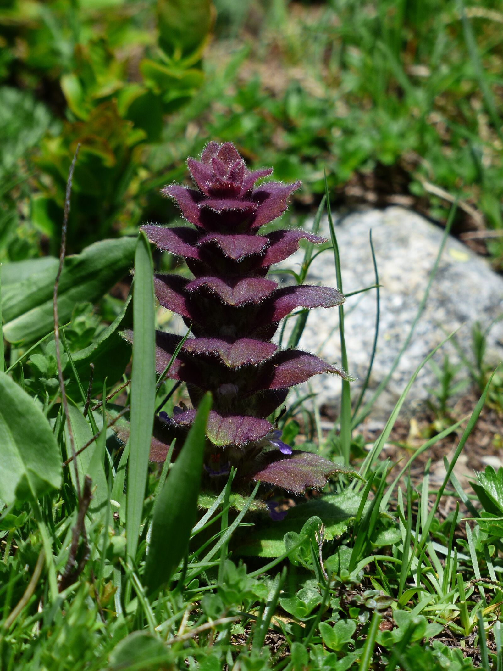 Panasonic Lumix DMC-FZ200 sample photo. Pyramidalis, bugle, flower photography