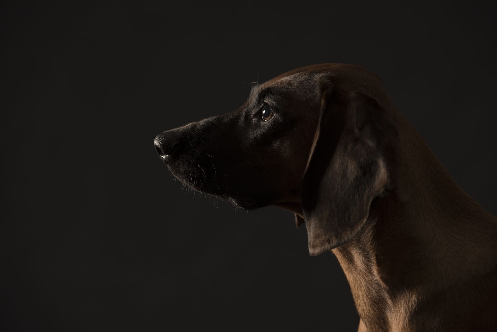 Nikon D750 sample photo. Bavarian mountain bloodhound, portrait photography