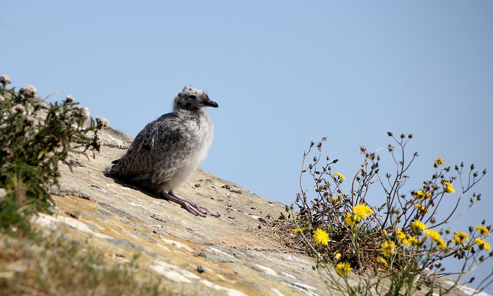 Canon EOS 550D (EOS Rebel T2i / EOS Kiss X4) sample photo. Seagull, young, chill photography