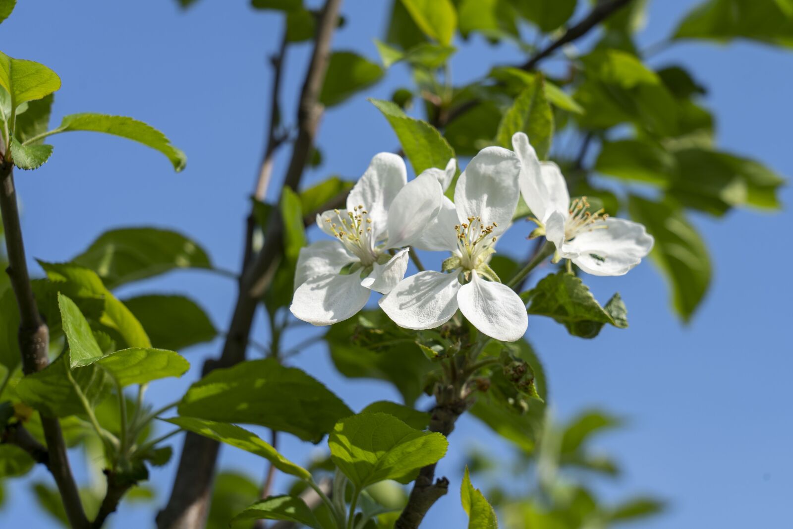 Sony FE 24-105mm F4 G OSS sample photo. Apple tree, tree, flowering photography