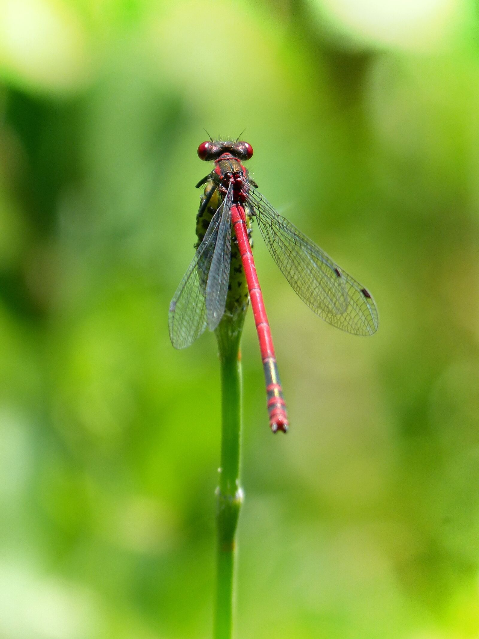 Panasonic DMC-FZ62 sample photo. Dragonfly, stem, red dragonfly photography