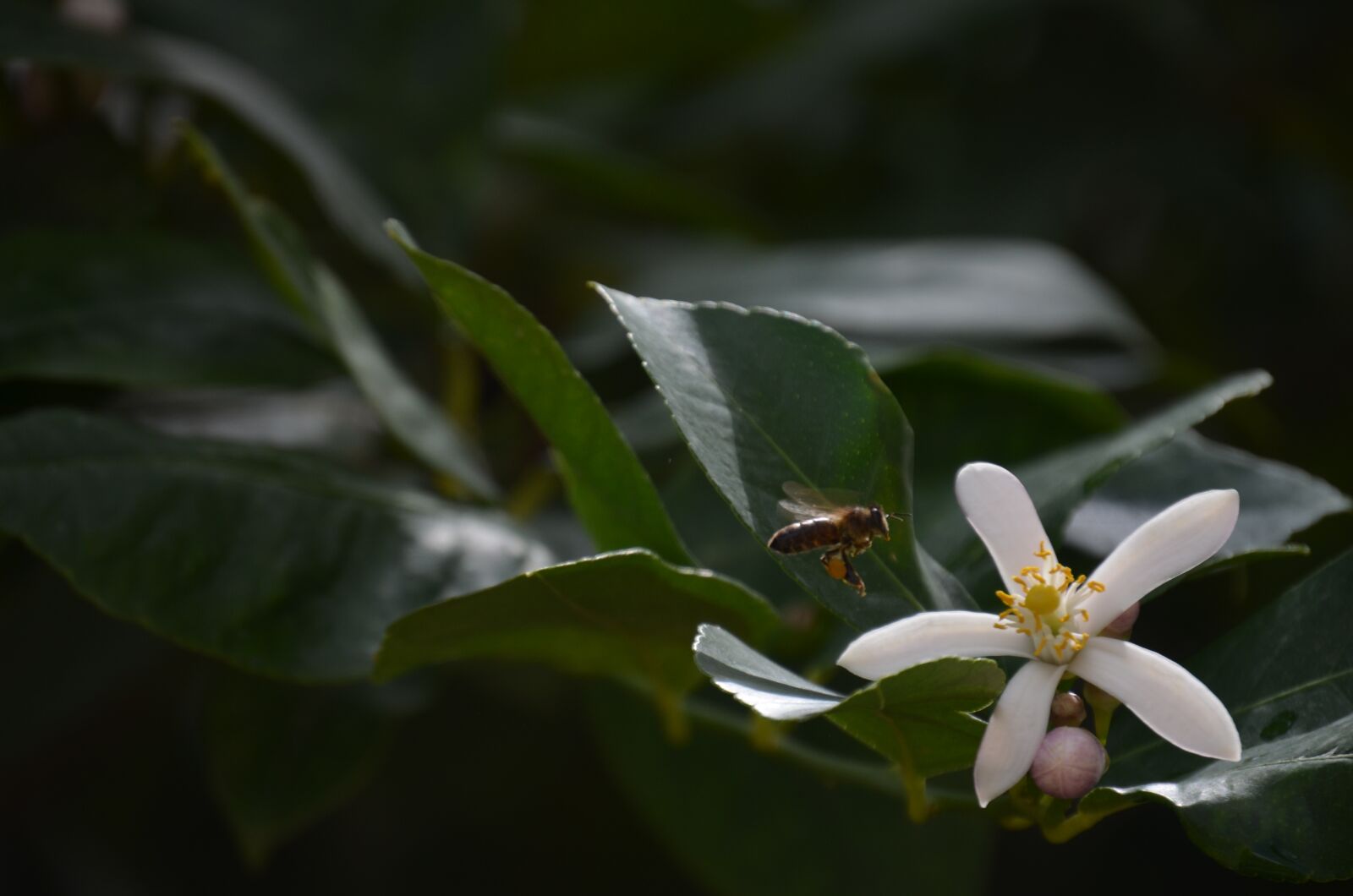 Nikon D5100 sample photo. Tree, macro, flower photography