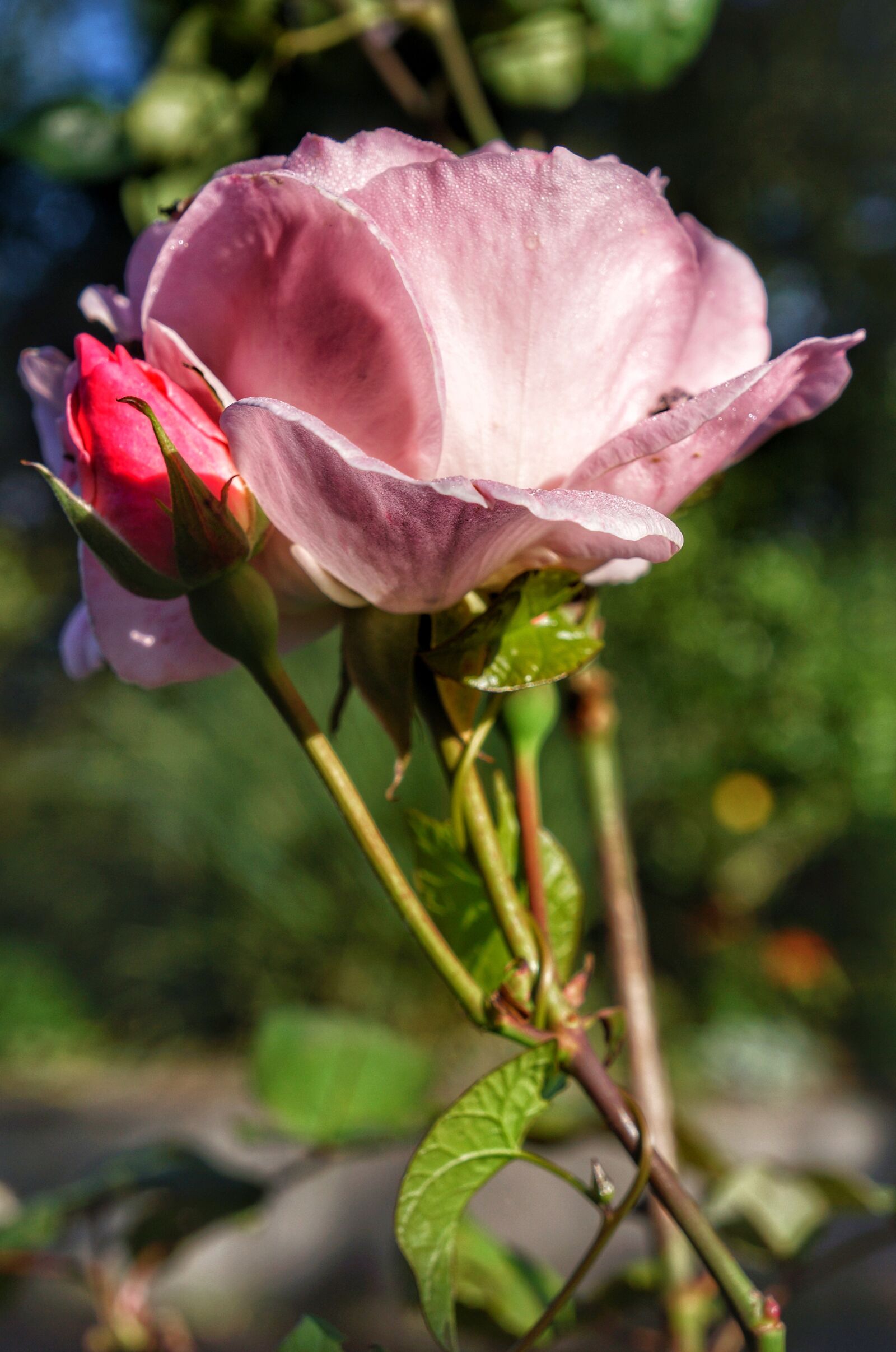 Sony Alpha NEX-7 + Sony E 18-55mm F3.5-5.6 OSS sample photo. Pink, rose, rosebud photography