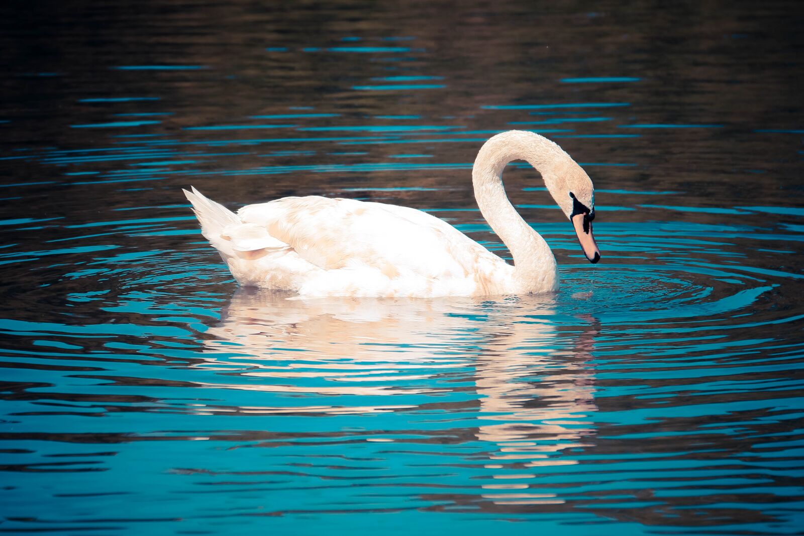 Canon EOS 70D sample photo. Swan, bird, blue photography