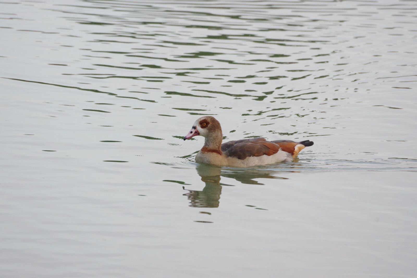 Pentax K-70 sample photo. Nilgans, water bird, nature photography