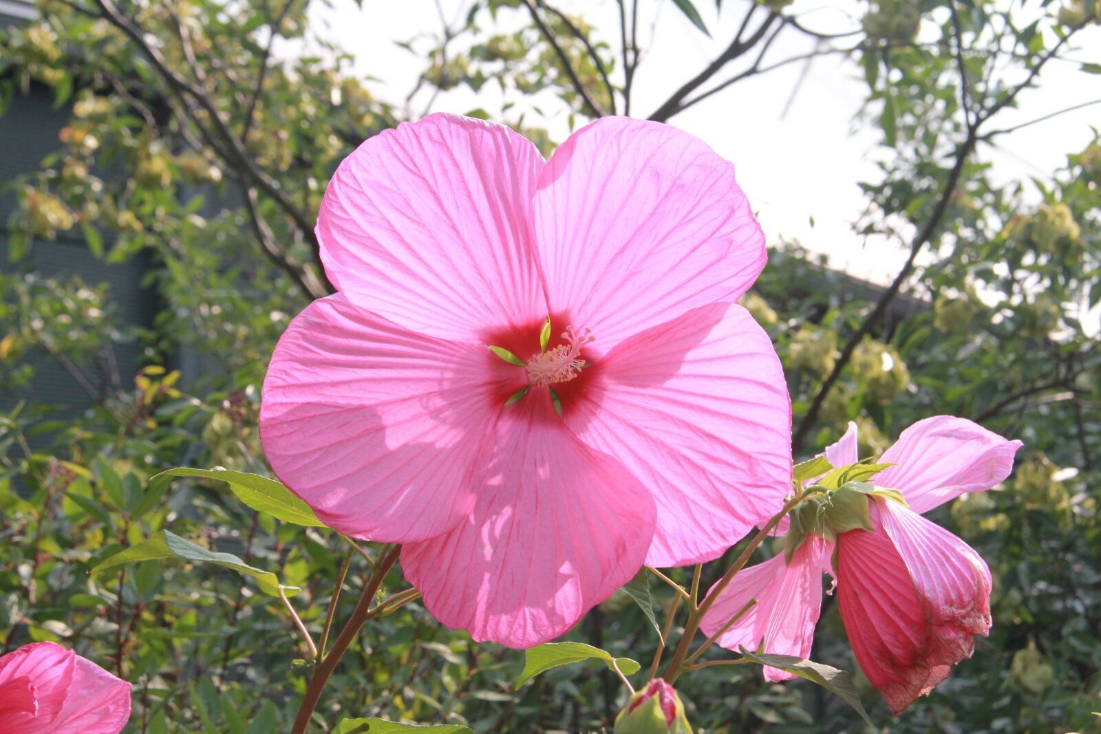 Canon EOS 550D (EOS Rebel T2i / EOS Kiss X4) sample photo. Hibiscus, flower, flora photography