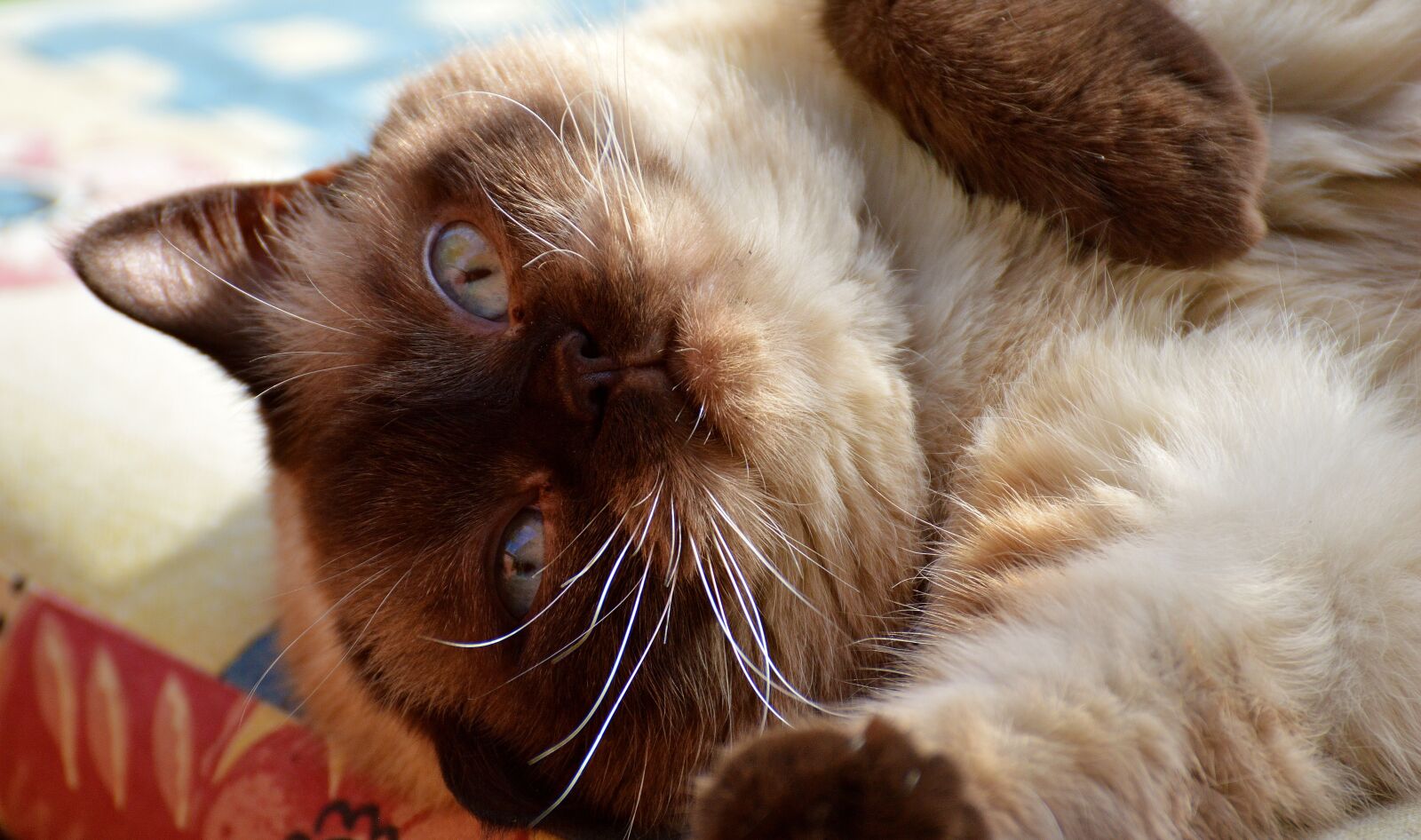 Nikon D3200 sample photo. British shorthair, cat, pet photography