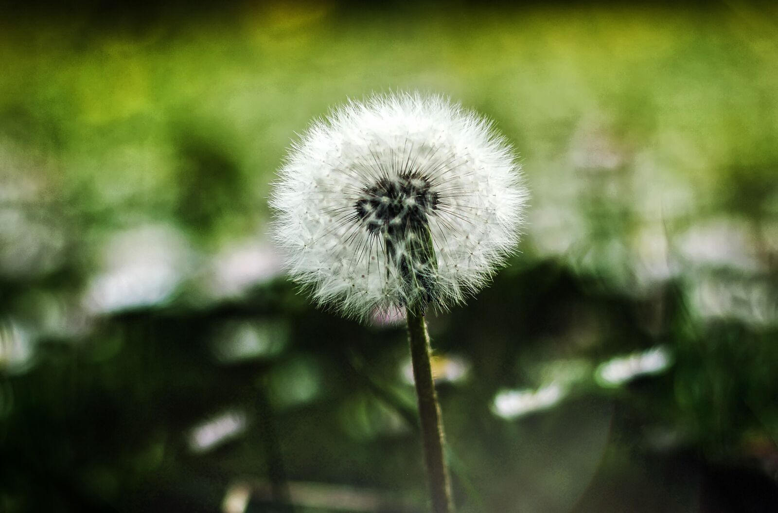 Canon EOS 550D (EOS Rebel T2i / EOS Kiss X4) sample photo. Dandelion, plant, flower photography