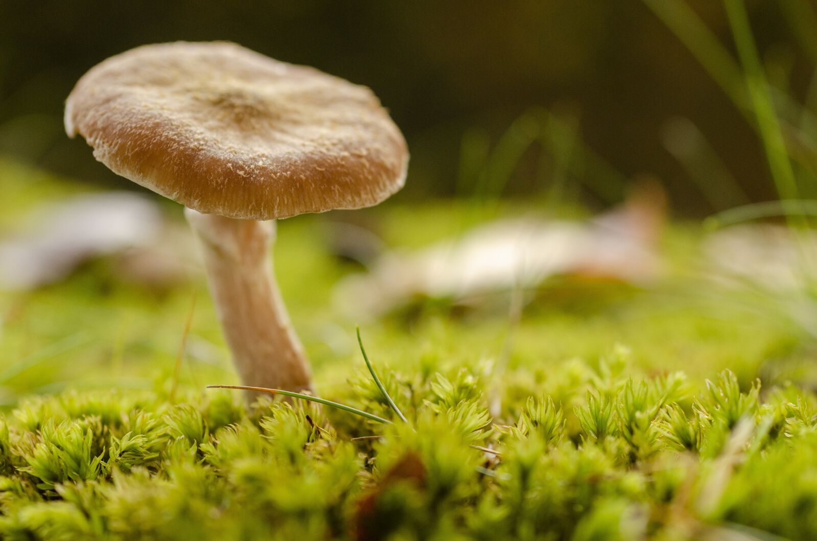 Nikon D7000 sample photo. Fungus, fall, leaf photography