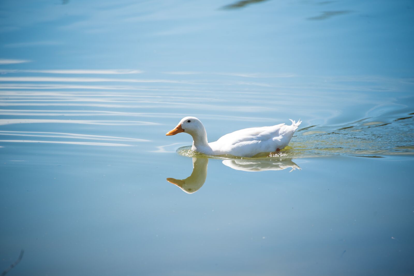 Nikon D750 sample photo. Duck, wildlife, ducklings photography