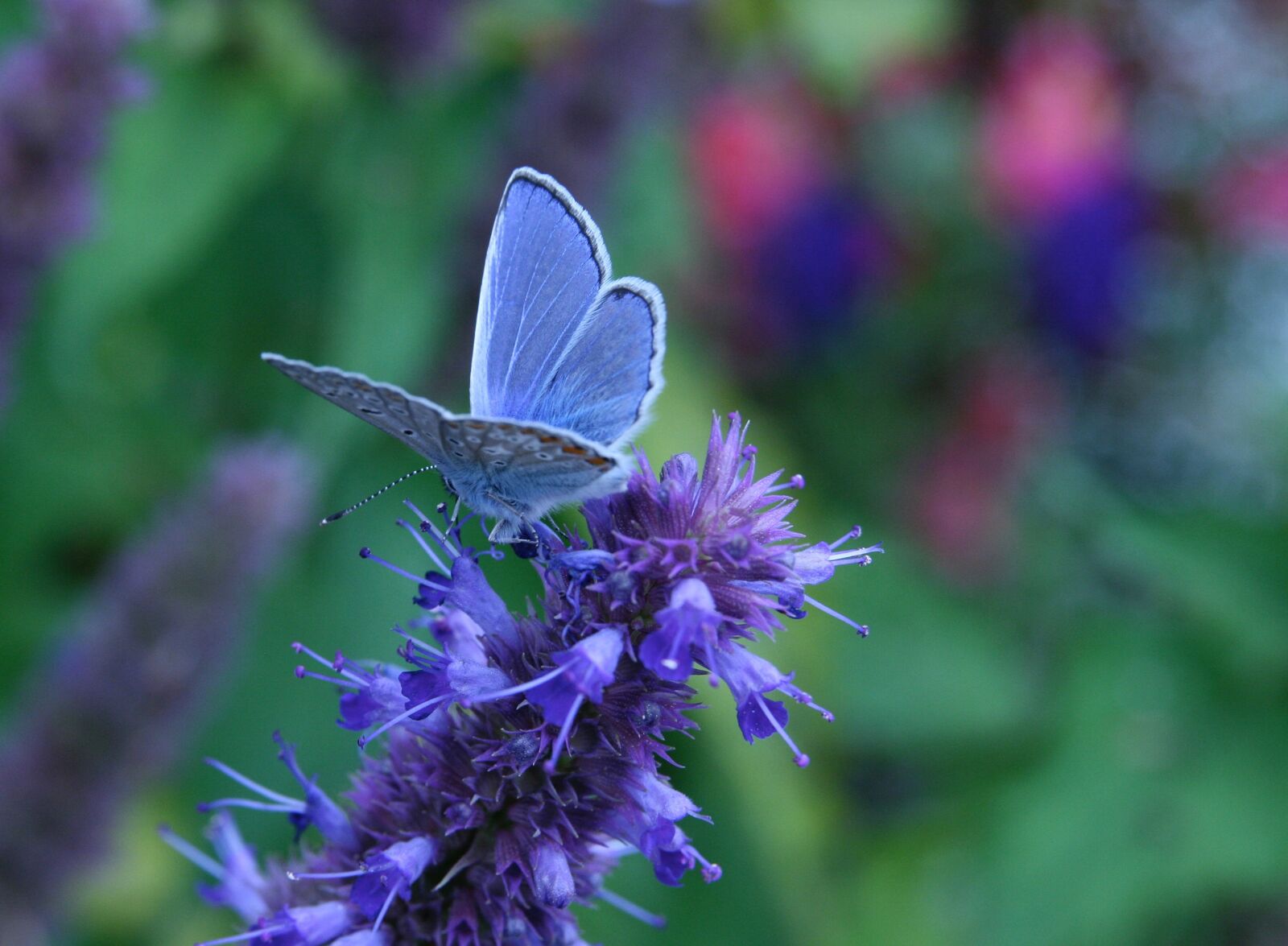 Canon EOS 400D (EOS Digital Rebel XTi / EOS Kiss Digital X) sample photo. Insect, butterfly, common blue photography