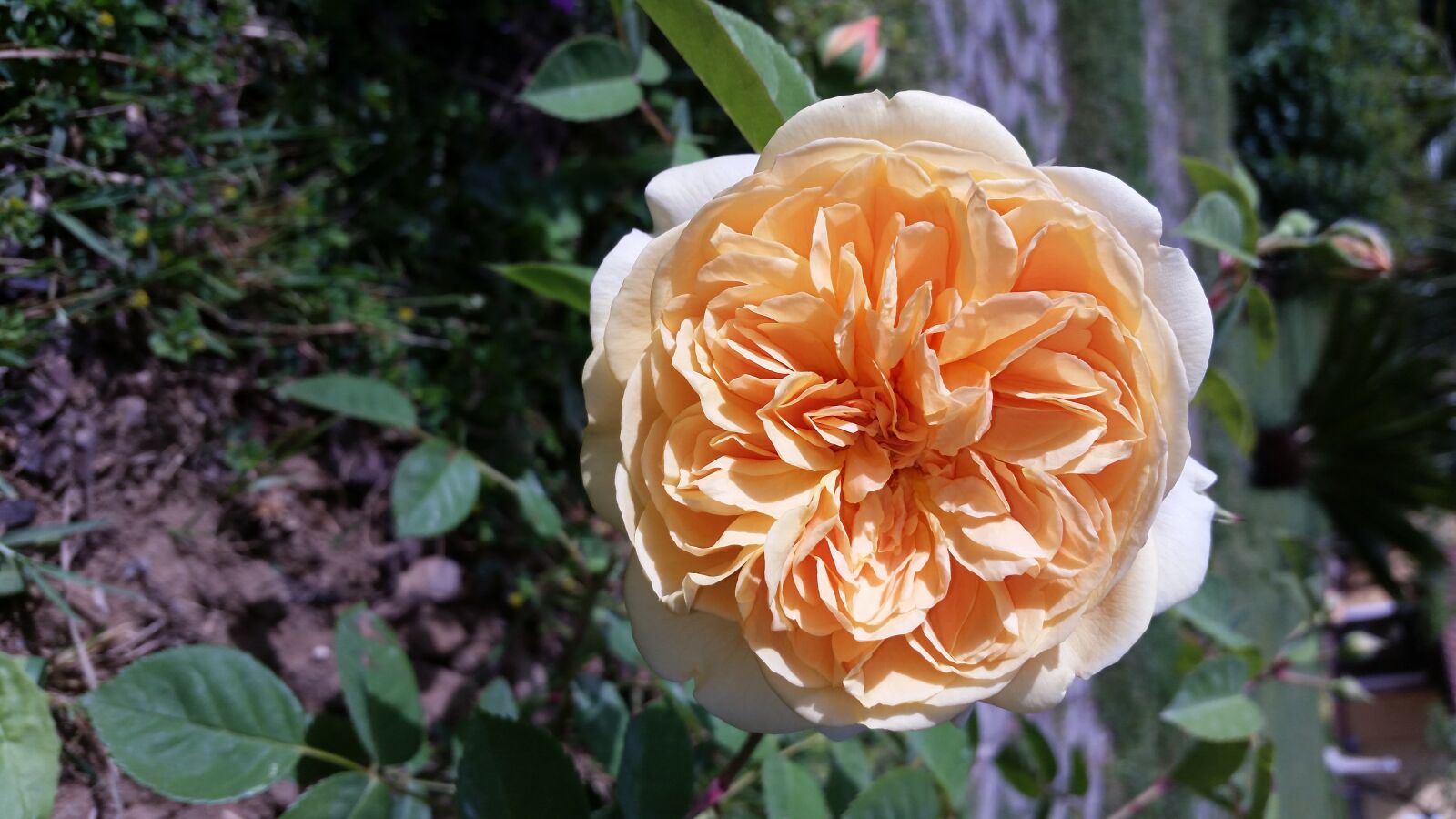 Samsung Galaxy S5 sample photo. Flower, rosa, beauty photography