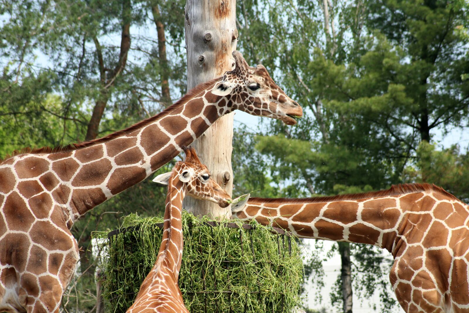 Canon EOS 1200D (EOS Rebel T5 / EOS Kiss X70 / EOS Hi) sample photo. Giraffe, family of giraffes photography