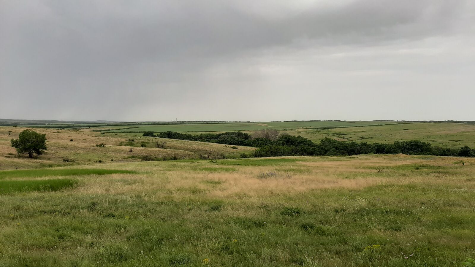 Samsung Galaxy A50 sample photo. Field, meadow, summer photography