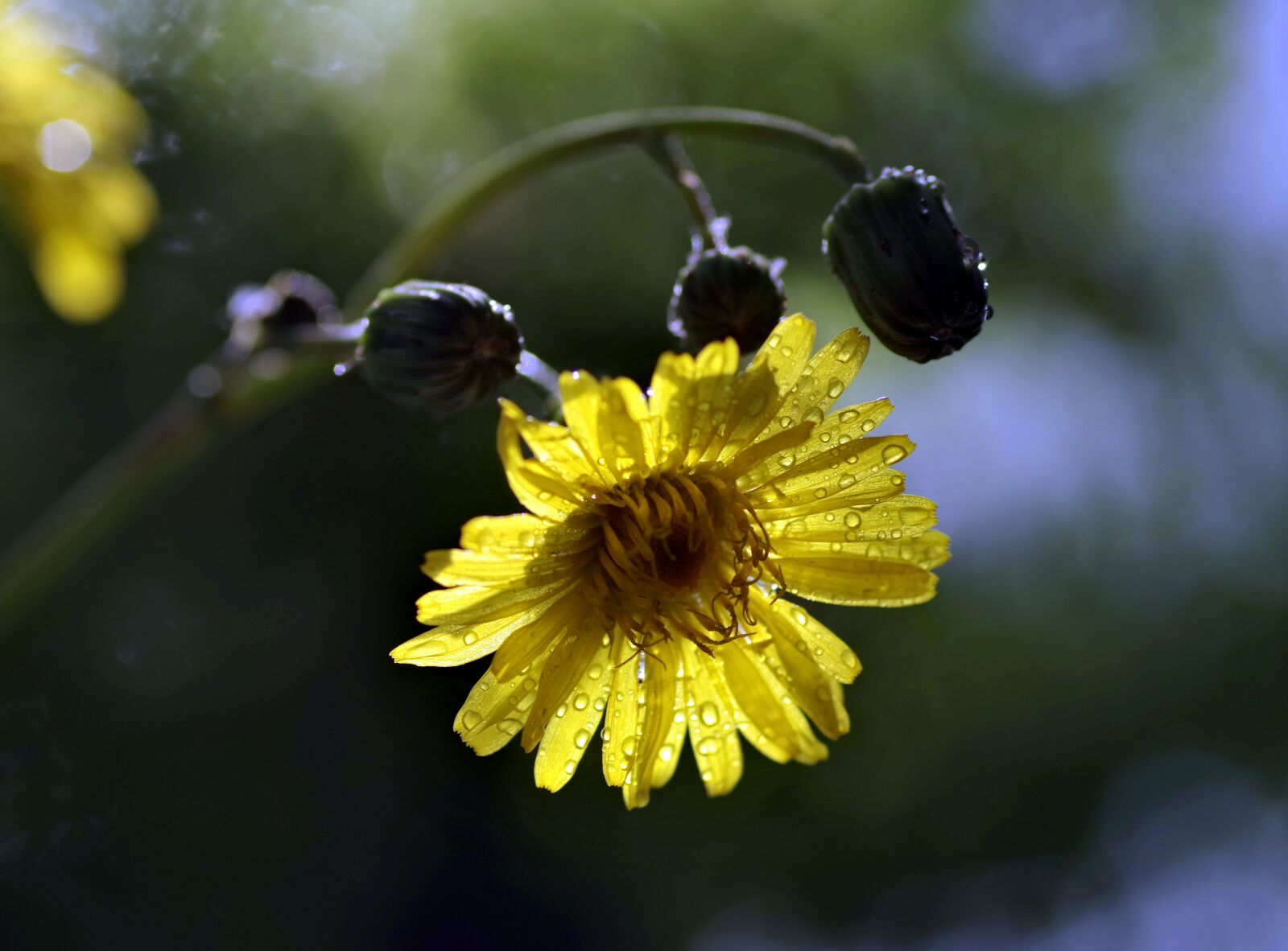 Pentax K-S2 sample photo. Flower, yellow, ornament photography