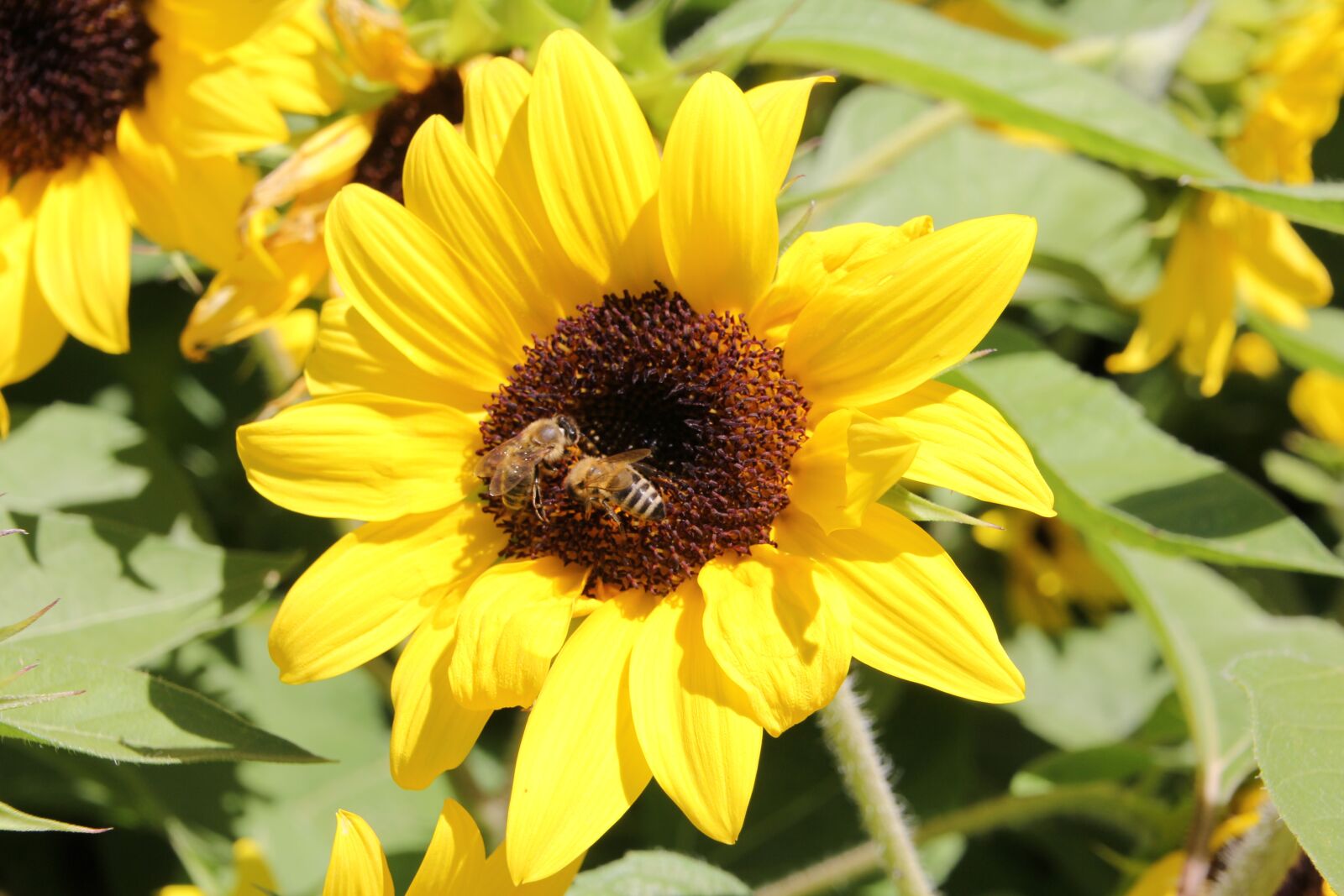 Canon EOS 60D sample photo. Sunflower, nature, bees photography