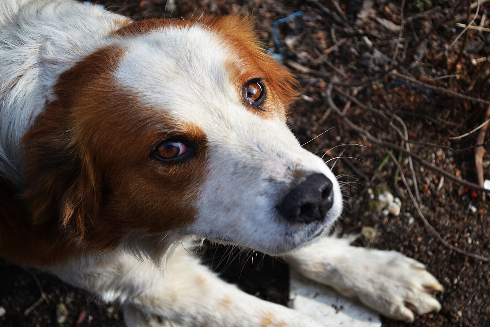 Nikon D3100 sample photo. Dog, animals, cute photography