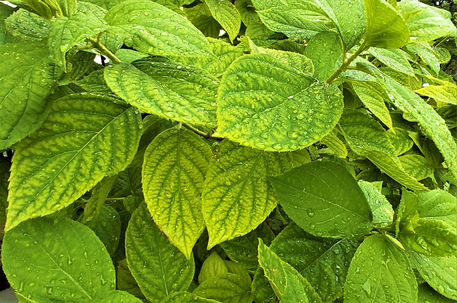Samsung Galaxy A70 sample photo. Leaves, green, nature photography