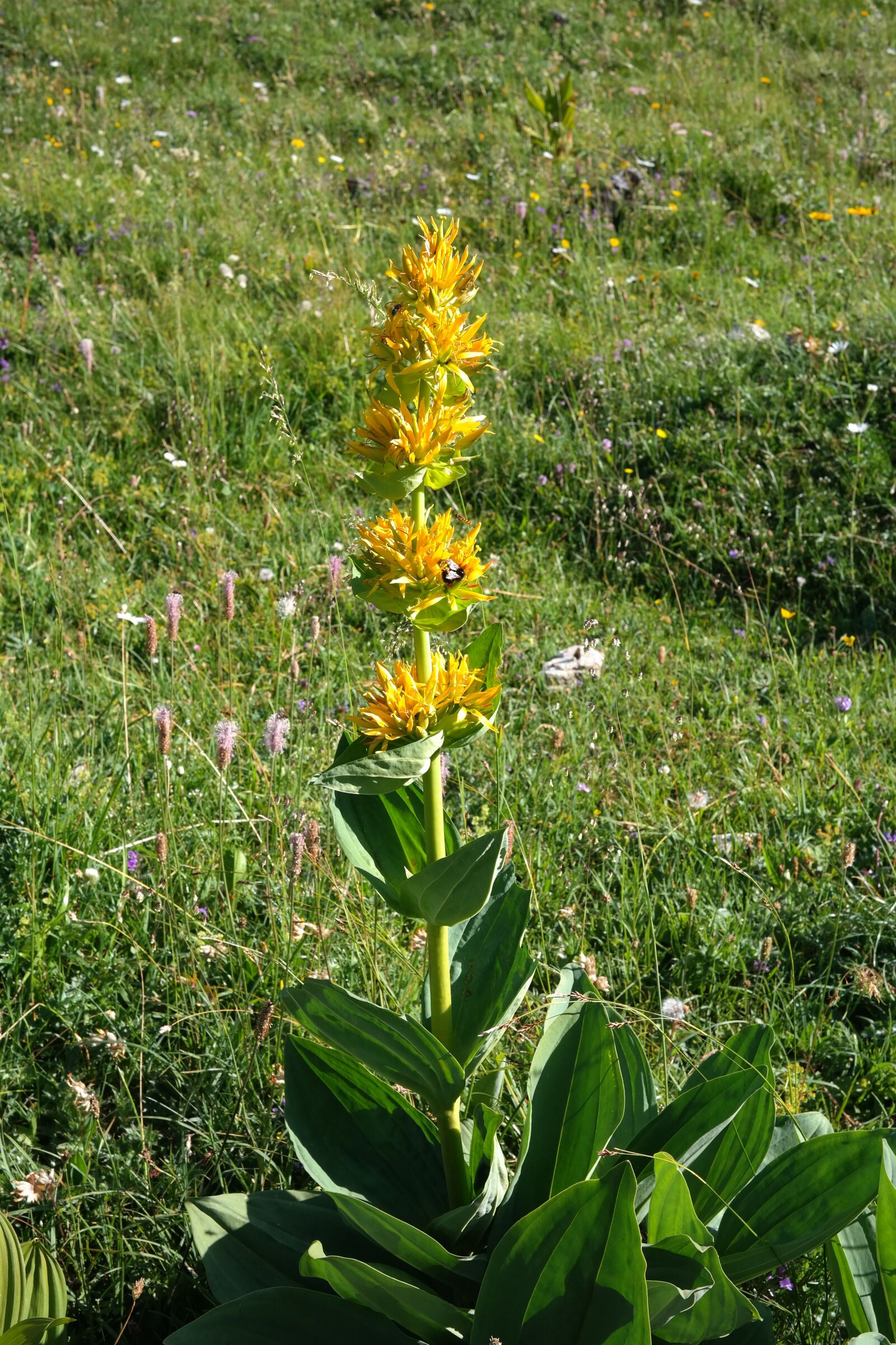 Samsung NX300 sample photo. Yellow gentian, blossom, bloom photography