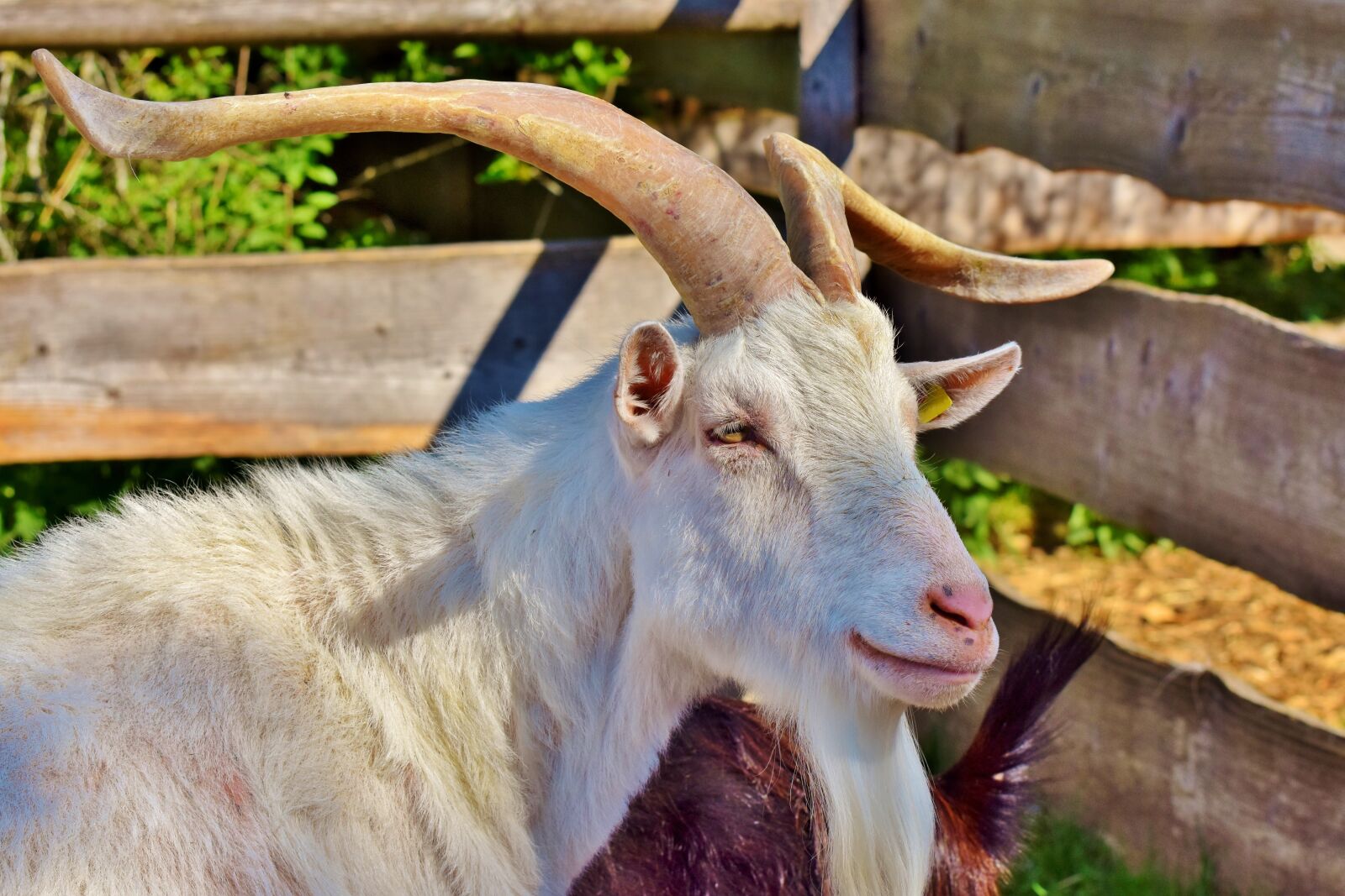Nikon D7200 sample photo. Billy goat, goat buck photography