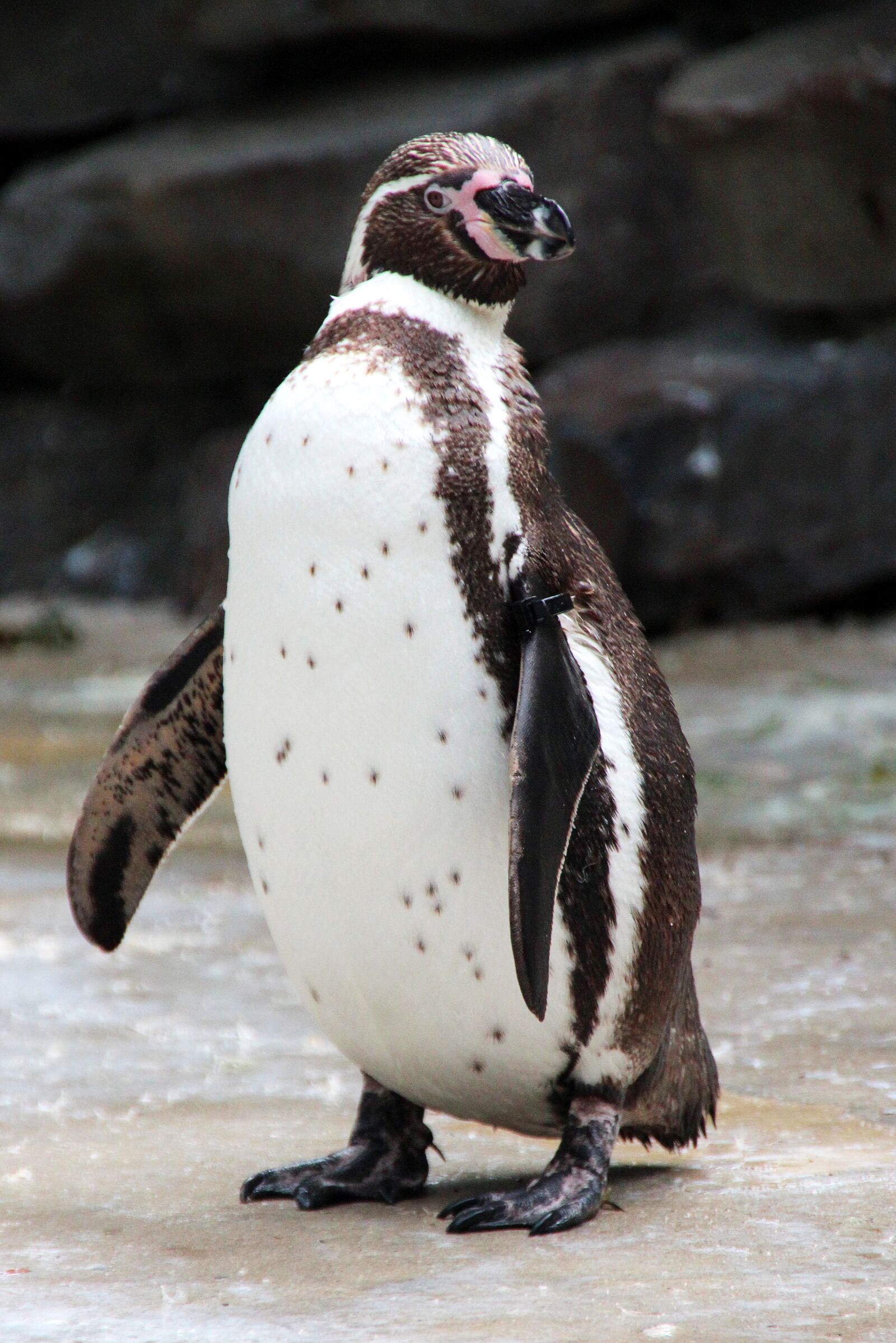 Canon EOS 600D (Rebel EOS T3i / EOS Kiss X5) sample photo. Penguin, zoo, bird photography