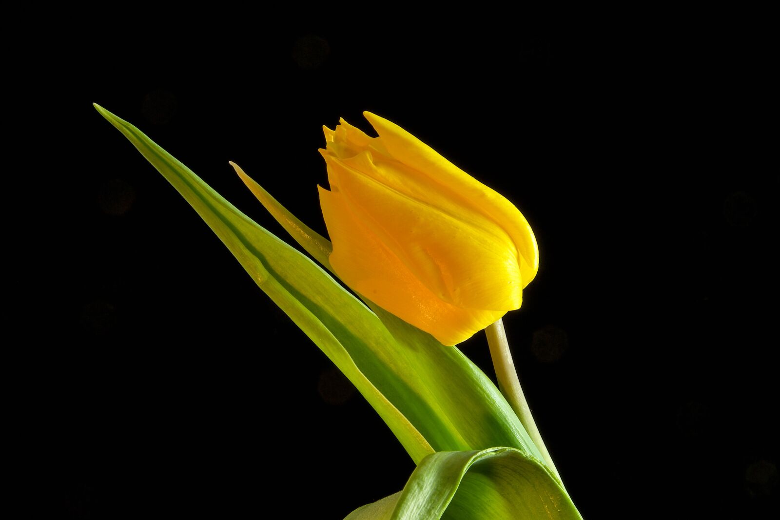 Canon EOS 450D (EOS Rebel XSi / EOS Kiss X2) sample photo. Tulip, still life, flower photography