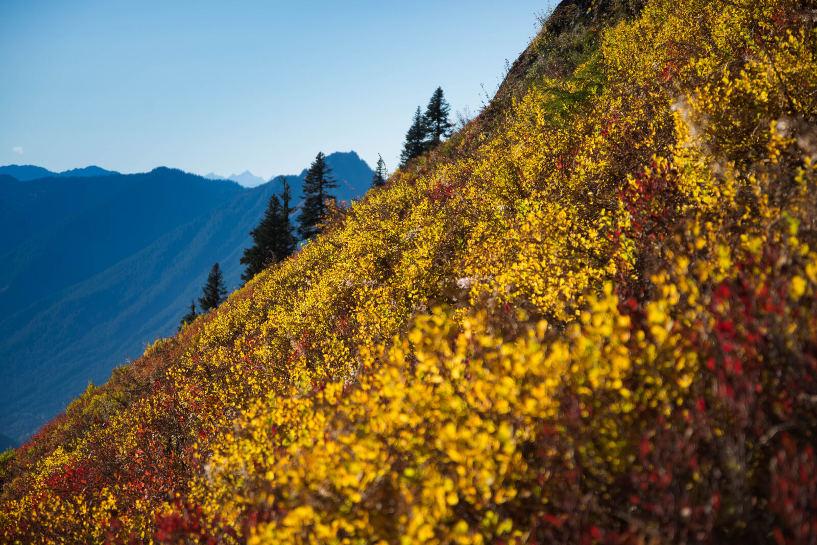 Nikon AF-S Nikkor 24-85mm F3.5-4.5G ED VR sample photo. Autumn, fall, colors, hiking photography