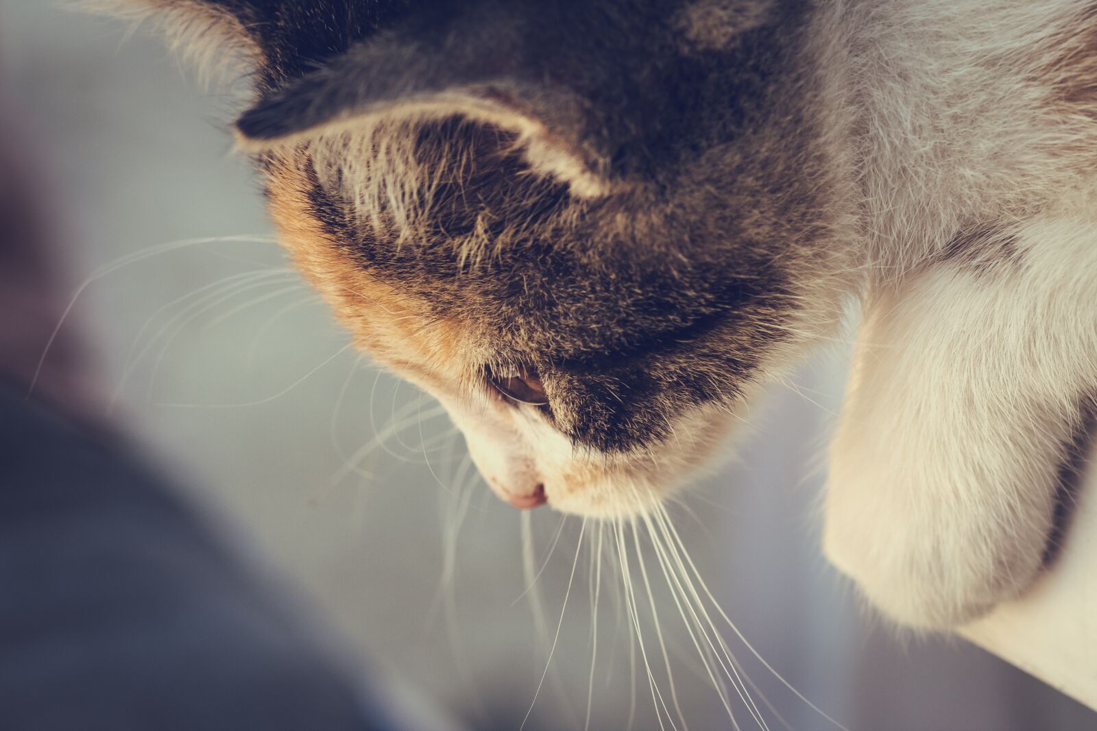 Canon EOS 1300D (EOS Rebel T6 / EOS Kiss X80) sample photo. Cat, feline, animal photography