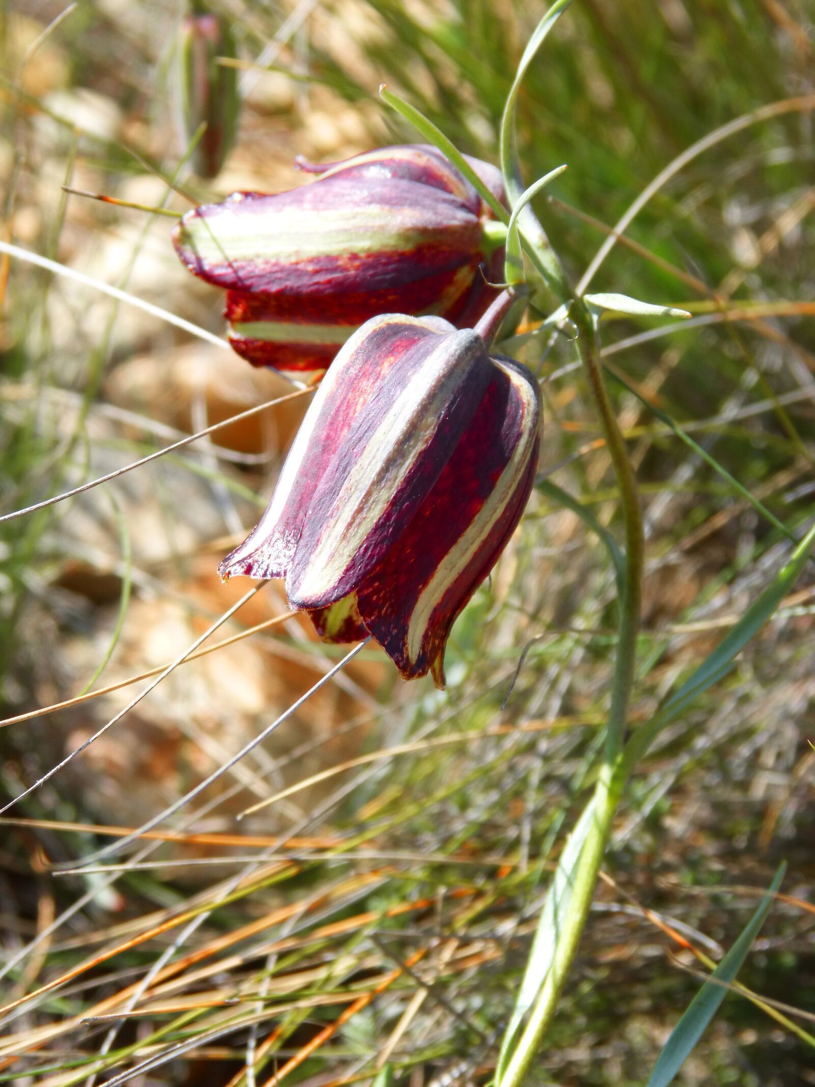 Panasonic DMC-FZ62 sample photo. Fritillaria messanensis, fritillaria, wild photography